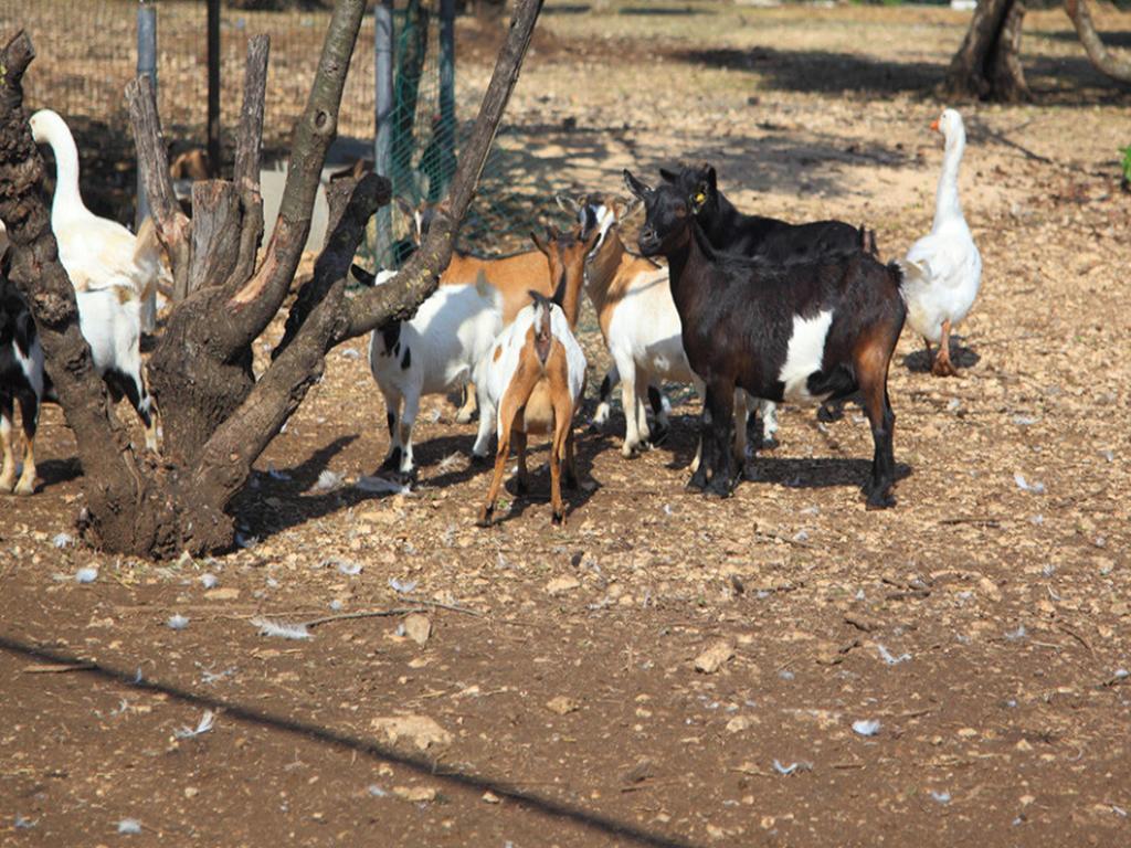 Tenuta Lama Gorga Trani Exteriér fotografie