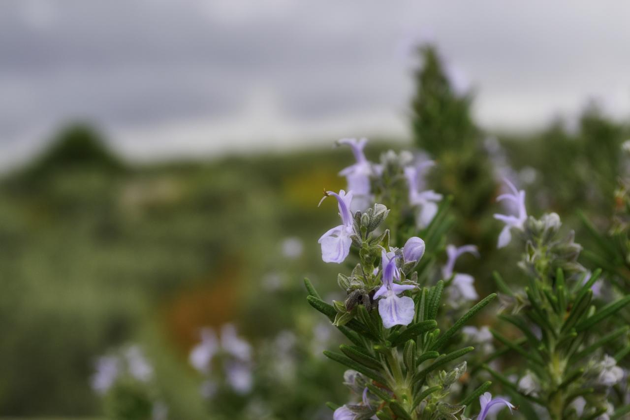 Tenuta Lama Gorga Trani Exteriér fotografie